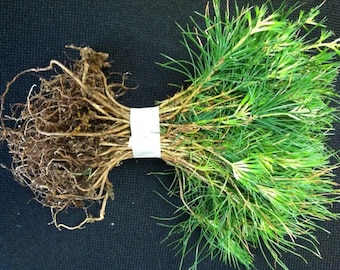 white pine tree quantity 25 fresh Starter Seedlings 6 inch tall Boxed Priority Mail Shipping for protection  #SA