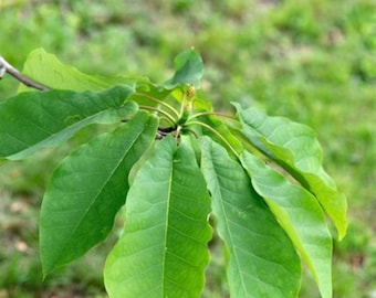 White Flowering Fraser Magnolia  Qty-3  Transplant Starter Magnolia Tree 8-12 inches  tall - Free Shipping  # SAH