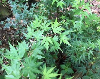 Palmate Japanese Maple Tree: Vivid Red Pre-Bonsai Starter (20-24 inches)