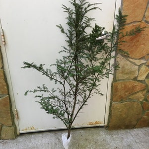 May include: A small evergreen tree with green needles, wrapped in a white plastic bag. The tree is standing in front of a white door with a brown door handle.