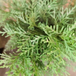 Evergreen White  Cedar Tree  Qty-28 unrooted  cuttings 6-10 inches  long for propagation purposes.