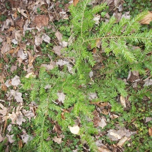 May include: A close-up of a green evergreen plant growing in a bed of brown leaves and green moss.