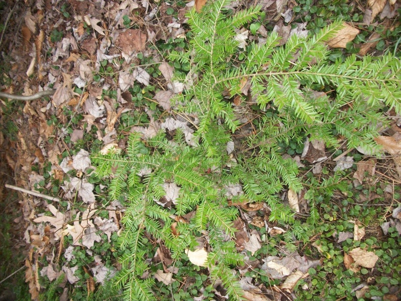 May include: A close-up of a green evergreen plant growing in a bed of brown leaves and green moss.