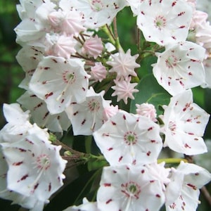 May include: A cluster of white flowers with red spots, blooming on a green stem. The flowers have a delicate, star-shaped appearance.