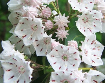 Flowering Mountain Laurel Qty-500 unrooted cuttings for propagation root stock 6-9 inches long