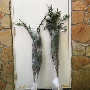 May include: Two potted evergreen trees wrapped in clear plastic, standing in front of a white door with a stone wall to the right.