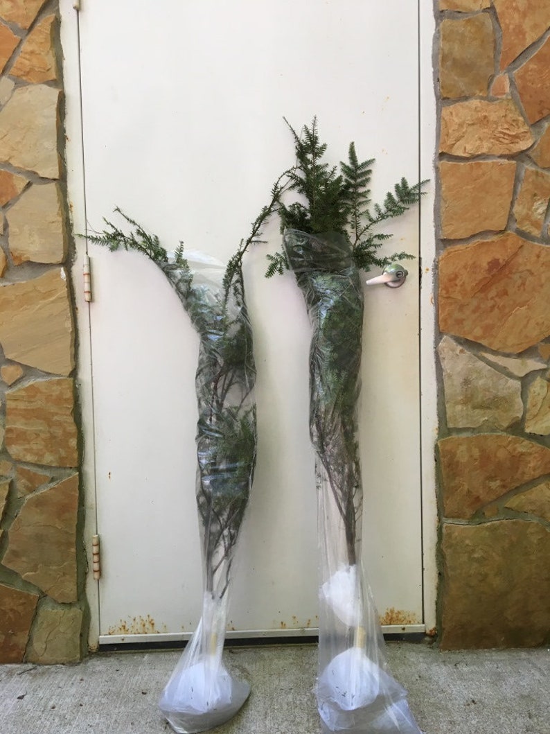 May include: Two potted evergreen trees wrapped in clear plastic, standing in front of a white door with a stone wall to the right.