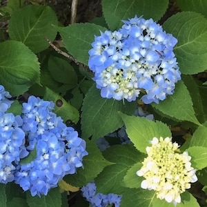 May include: Close-up of blue and white hydrangea flowers blooming in a garden. The flowers are surrounded by green leaves.