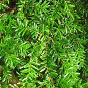 May include: Close-up of a green coniferous tree branch with small, dense needles.