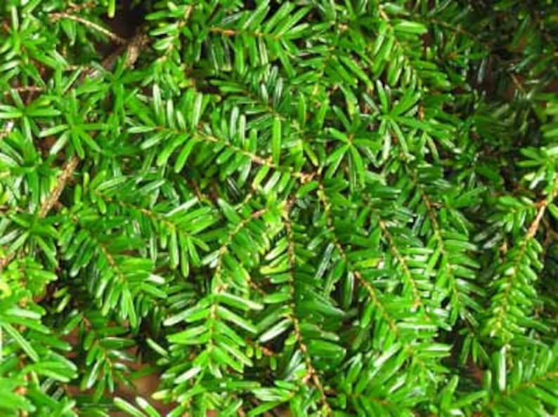 May include: Close-up of a green coniferous tree branch with small, dense needles.