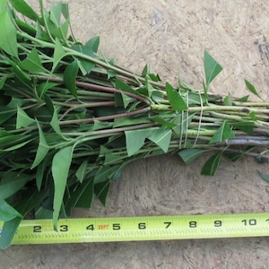 Flowering Mountain Laurel Qty-50 unrooted cuttings for propagation root stock 6-8 inches long