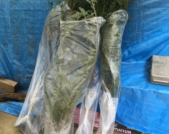 Eastern Hemlock Seedlings: 30 Inch Starter Trees, Privacy Hedge