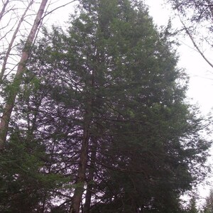 May include: A tall evergreen tree with dark green needles, growing in a forest setting. The tree is surrounded by other trees and foliage.