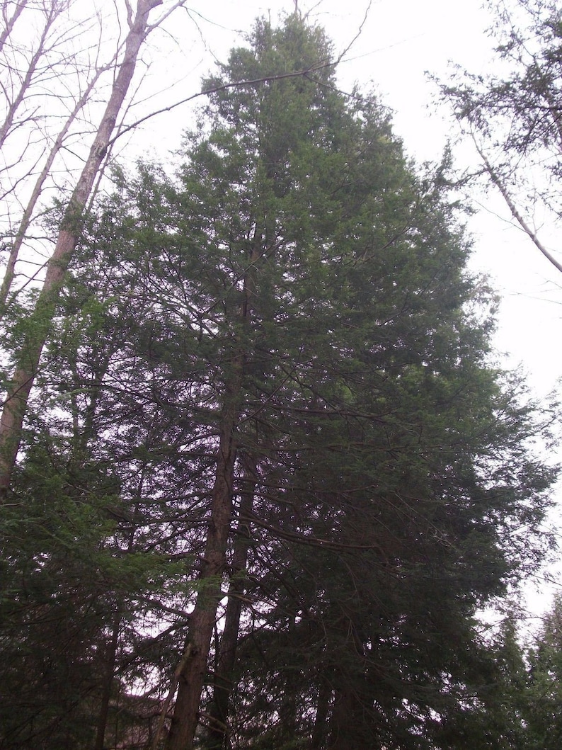 May include: A tall evergreen tree with dark green needles, growing in a forest setting. The tree is surrounded by other trees and foliage.