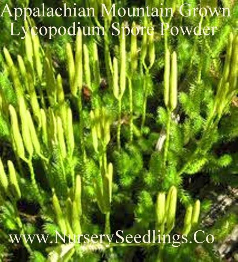 Running Cedar Club Moss Lycopodium Complanatum Evergreen Ground Cedar