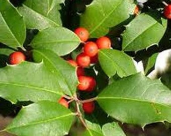 American Holly Evergreen Hedge Qty-32 unrooted cuttings  for propagation root stock 6-8 inches long