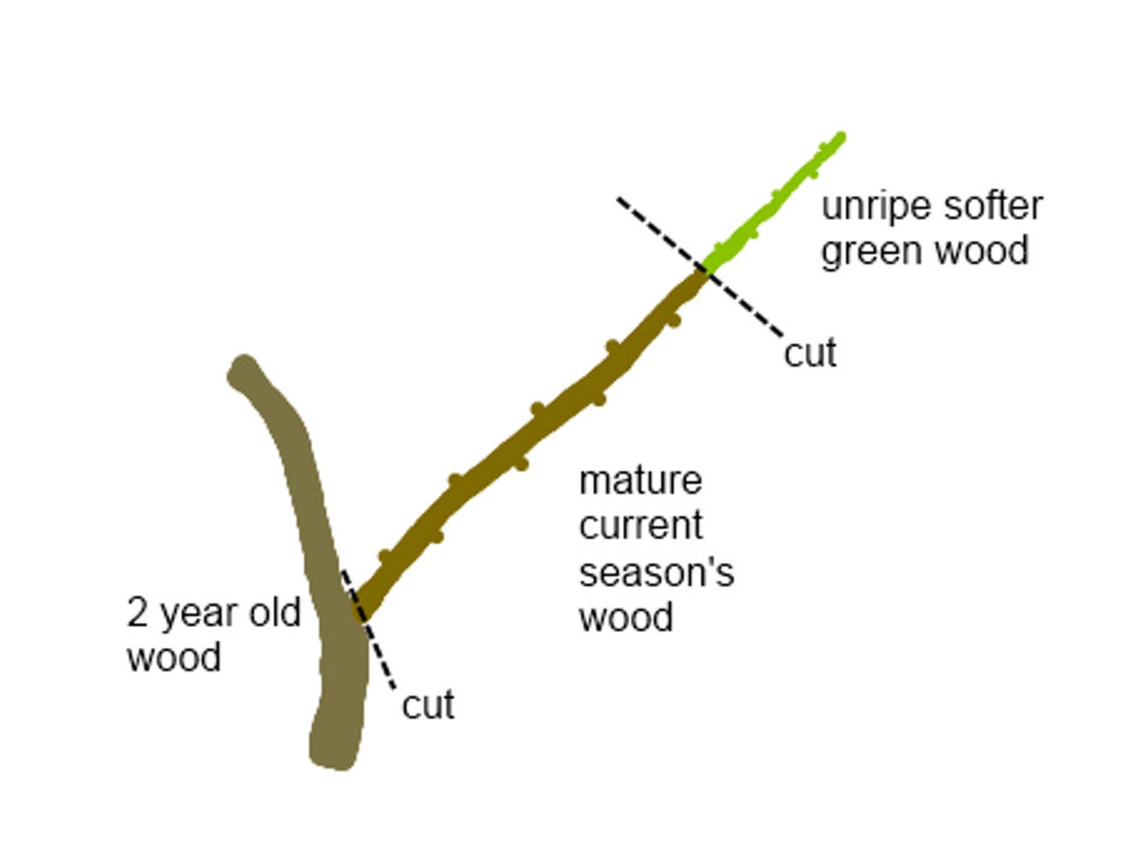American Sweet Gum Tree Qty32 Un Rooted Cuttings 68 Inches for Tree