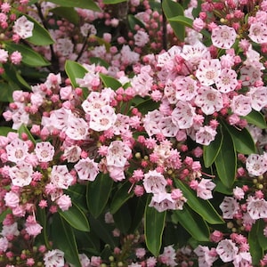 May include: A close-up of a bush with pink flowers. The flowers are in bloom and have a white center with pink petals. The bush is green and has many leaves.