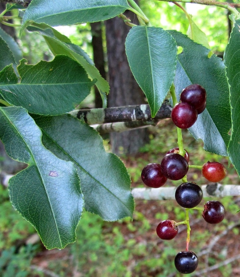 Black Cherry Tree Qty100 Unrooted Cuttings for Propagation Purposes Etsy