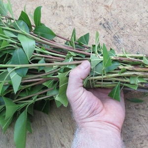 May include: A bundle of green plant cuttings tied together with twine. The cuttings have brown stems and green leaves.