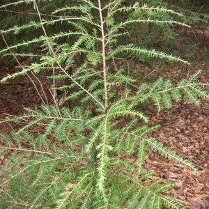 May include: A close-up of a small evergreen tree with green needles growing in a forest setting. The tree is surrounded by brown leaves and twigs.