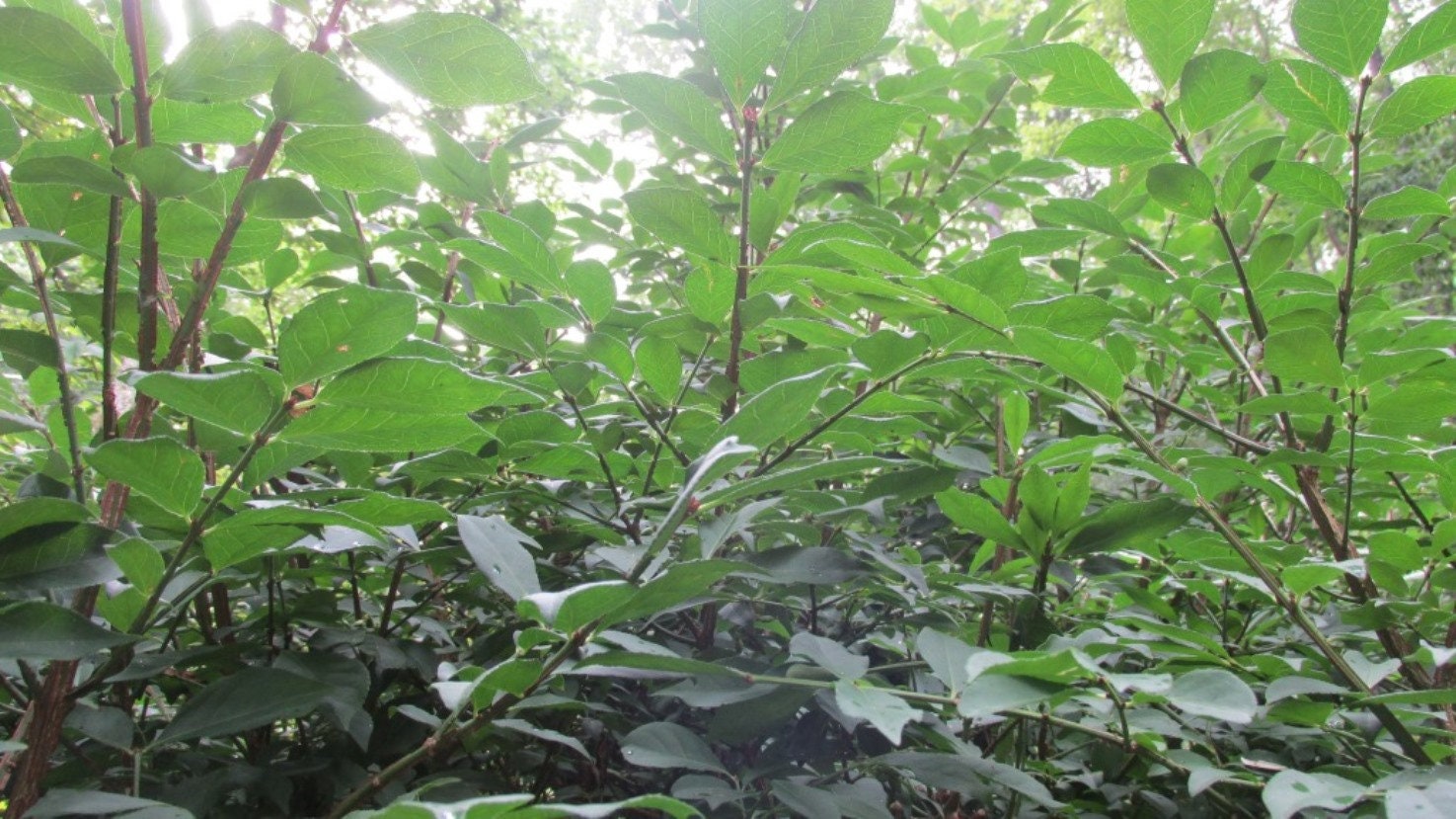 Why Is My Burning Bush Turning Red In The Summer