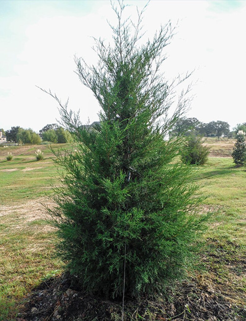 Eastern Red Cedar 25inches Tall Rooted Transplant Starter Tree Etsy