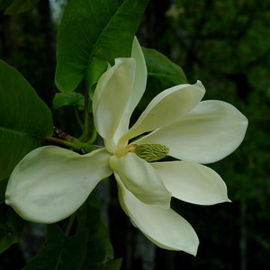 White Flowering Mountain Magnolia  Qty-3  Transplant Starter Magnolia Tree 6-12 inches  tall - Free Shipping