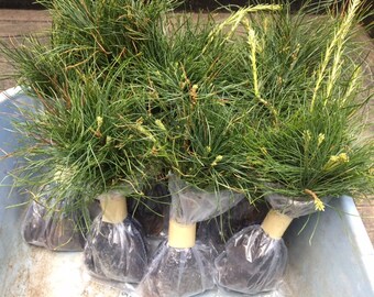 Starter Seedlings White Pine tree quantity 75 fresh  6 inch to 9 inch tall Boxed Priority Mail Shipping for protection