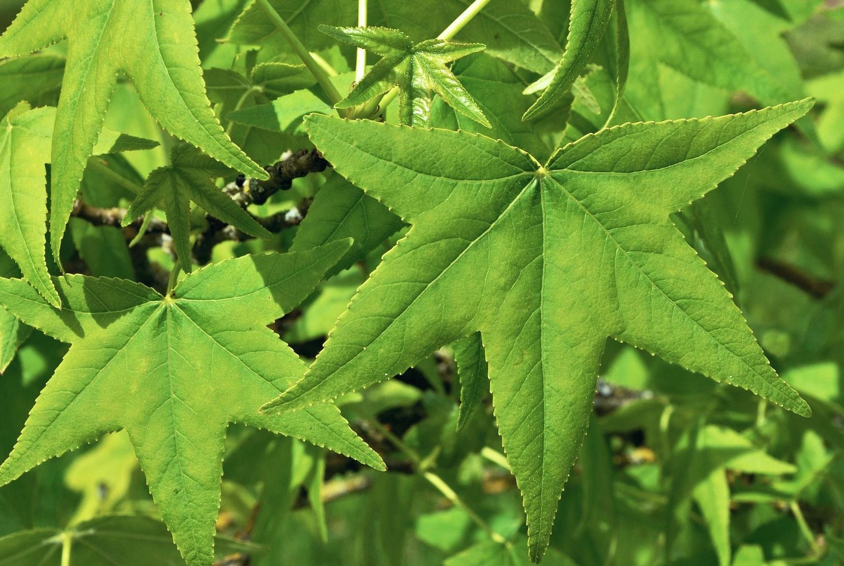 American Sweet Gum Tree Qty32 Un Rooted Cuttings 68 Inches for Tree