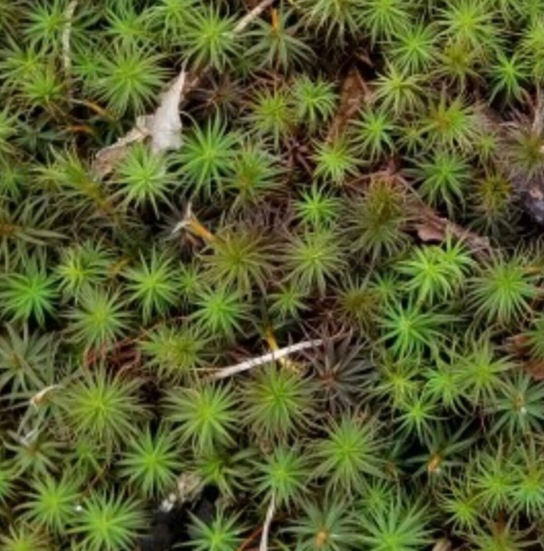 Evergreen Hair Cap Moss Fresh Live Shade Garden Bog Garden Wetland