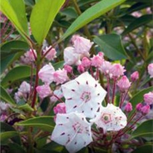 May include: Close-up of a mountain laurel plant with white and pink flowers. The flowers have a star-like shape with maroon spots. Green leaves and pink buds surround the open blooms, creating a vibrant display of nature.