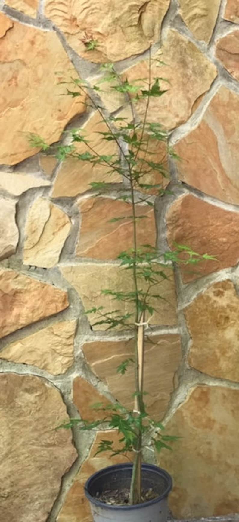 Prebonsai Japanese Maple 24inch Tall Transplant Starter Trees. 3 to 4 Yrs Old Now Shipping