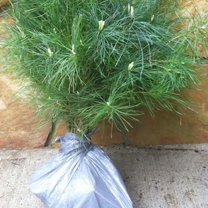 May include: A small evergreen tree with long, thin, green needles and small white buds. The tree is wrapped in a gray plastic bag, ready for planting. The background is a textured, light brown stone wall.