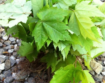 Red Maple Tree Starter Plant (6-12") - Acer Rubrum Seedling