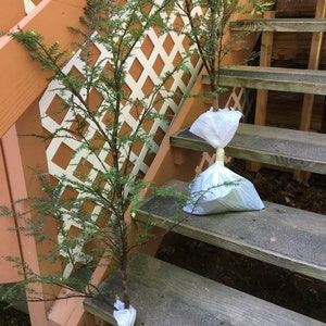 May include: Two small evergreen trees wrapped in white plastic bags on a wooden staircase. The trees are potted and ready to be planted.