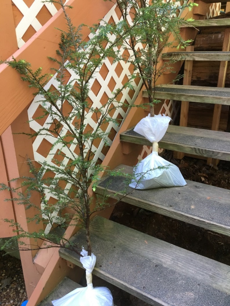 May include: Two small evergreen trees wrapped in white plastic bags on a wooden staircase. The trees are potted and ready to be planted.