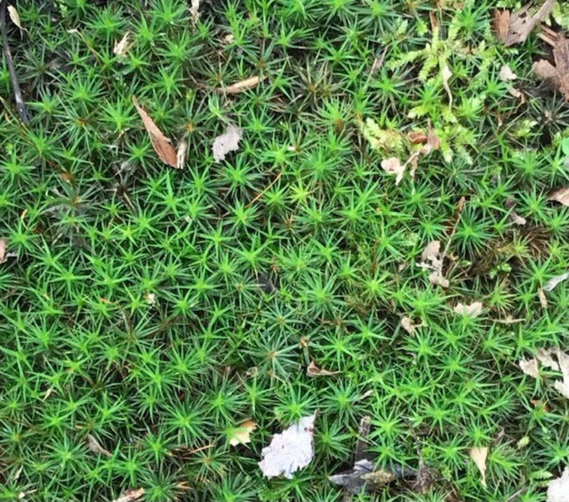 Evergreen Hair Cap Moss Fresh Live Shade Garden Bog Garden Wetland