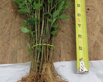European Privet Privacy Hedge 6" to 10" inches tall  Starter Transplant Seedlings Qty-18  White Flowering Wild Privet  Ref. # RB
