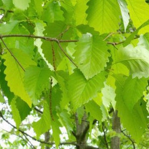 Qty-2 North American Chestnut Oak rooted starter seedlings 12- 16 inches tall Shipped Boxed Priority Mail Delivery
