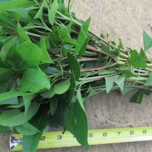 May include: A bunch of green leafy stems with red stems, measuring approximately 9 inches long.
