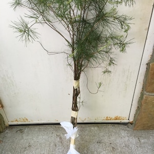 May include: A bundle of green pine branches tied together with tape and wrapped in a white plastic bag.