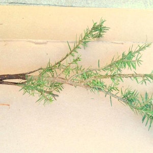 Eastern Hemlock Tree Sapling: Small Starter Transplant (6-12 Inches)