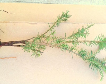 Jeune arbre de pruche du Canada : petite greffe de départ (6-12 pouces)