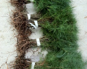 36 White Pine Starter Trees 6-8 inch Evergreen Transplant Saplings Ref. #SH