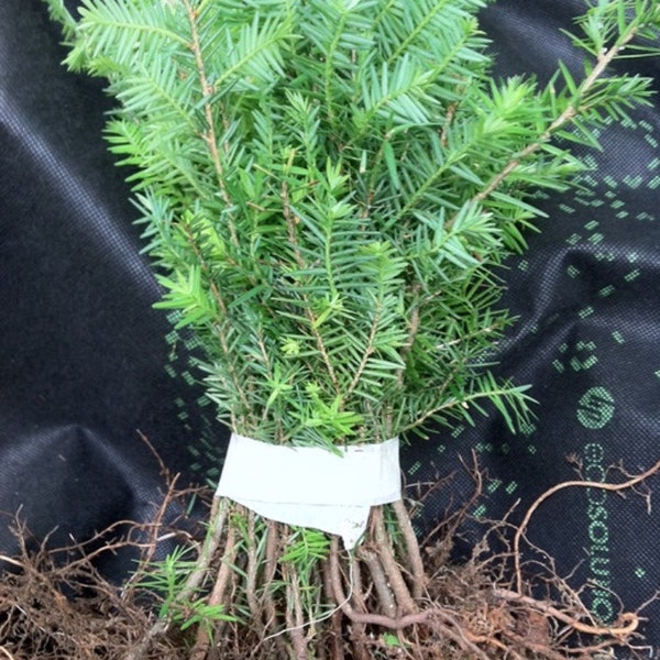 Eastern Hemlock Evergreen Qty-15  rooted seedlings  6 - 8 inches  long for Root stock  Propagation  Rooted tree seedlings