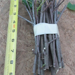 Red Maple Qty-100 unrooted cuttings for propagation root stock 6-8 inches long .Ref# SS