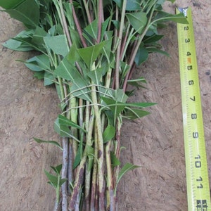 Flowering Mountain Laurel Qty-52 unrooted cuttings for propagation root stock 6-9 inches long Ref # SS