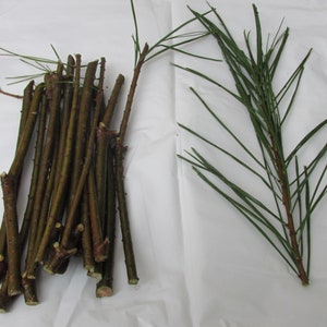 White Pine  Qty-100 unrooted cuttings for propagation root stock 6-8 inches long .Ref# ajg