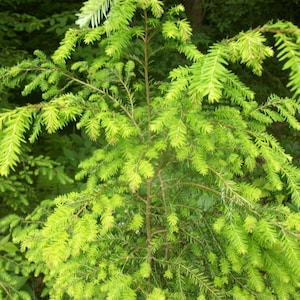 Eastern Hemlock  Qty-80 unrooted cuttings for propagation root stock 6-8 inches long .Ref# SS